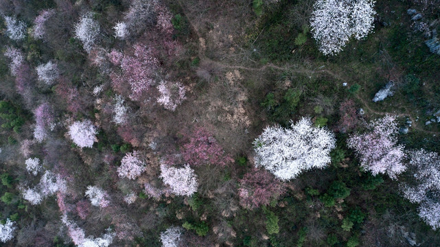 樱花漫山