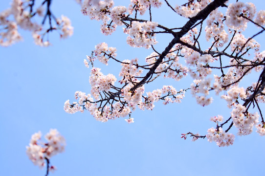野樱花