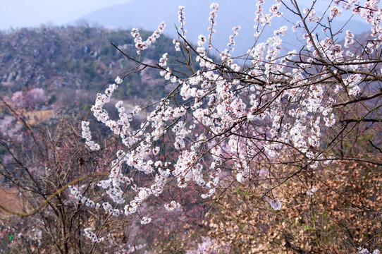 野樱花