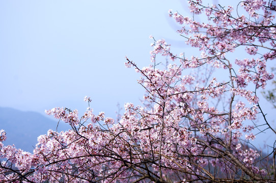 野樱花