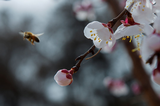 蜂花