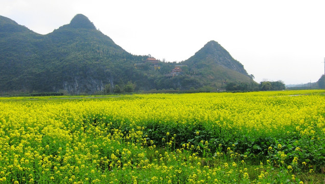 九屋油菜花