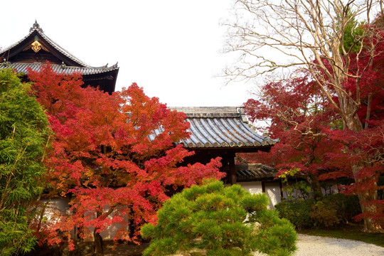 岚山天龙寺