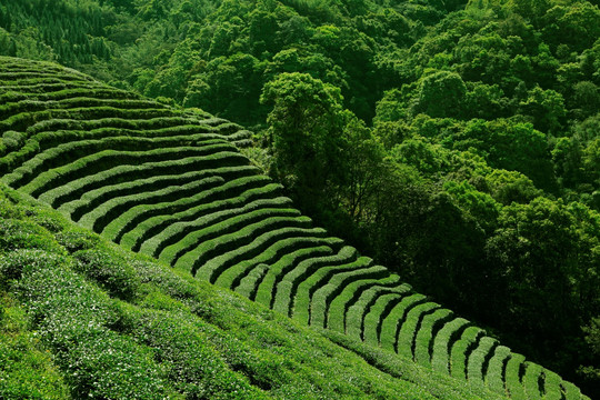 台湾八卦茶园