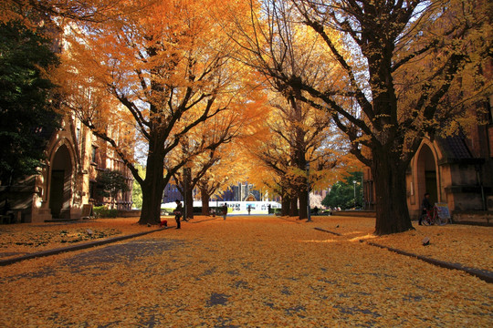 日本东京大学银杏树