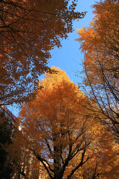 日本东京大学银杏树