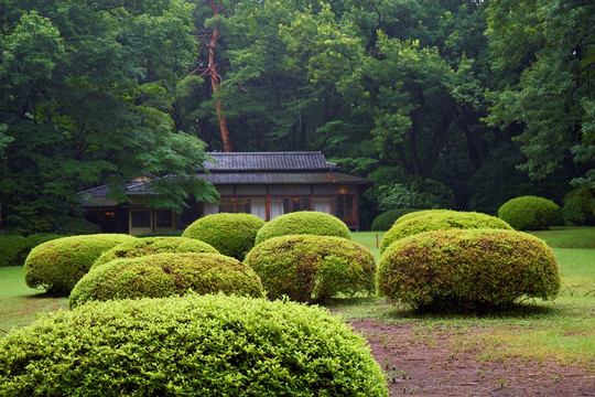 庭院