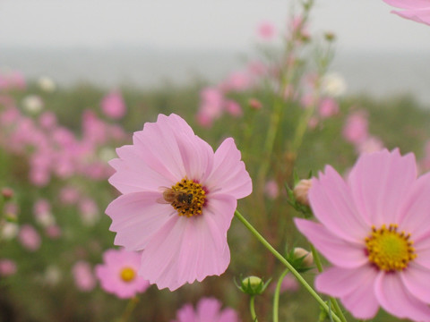 蜂采蜜