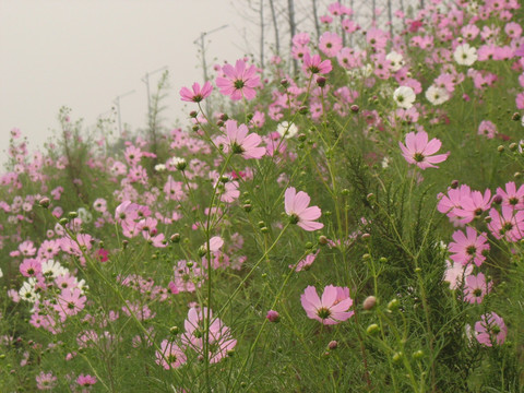 格桑花