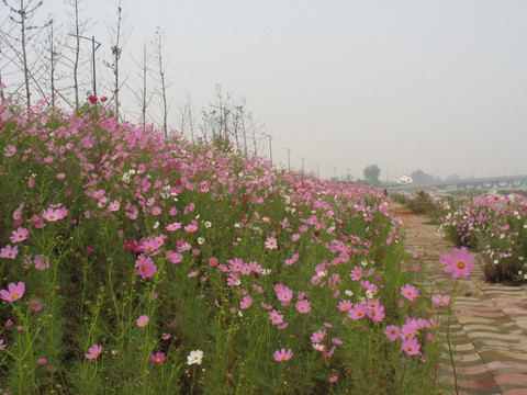 格桑花