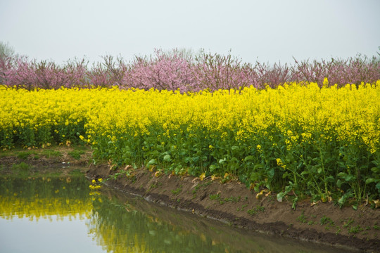 兴化油菜花