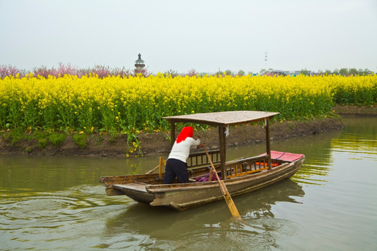 兴化油菜花