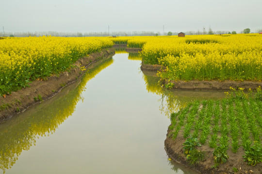 兴化油菜花