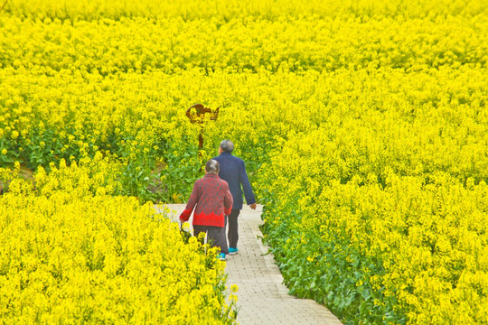 兴化油菜花