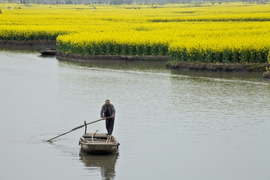 兴化油菜花