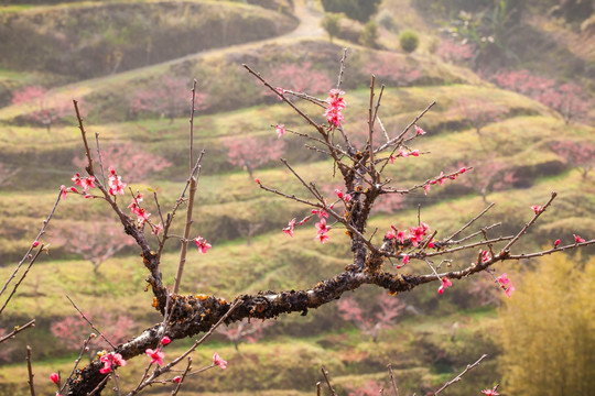 老树桃花