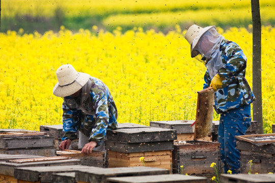 养蜂人 蜂箱 春天