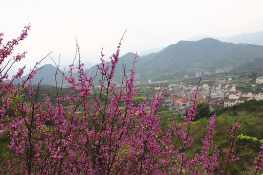 美丽紫荆花