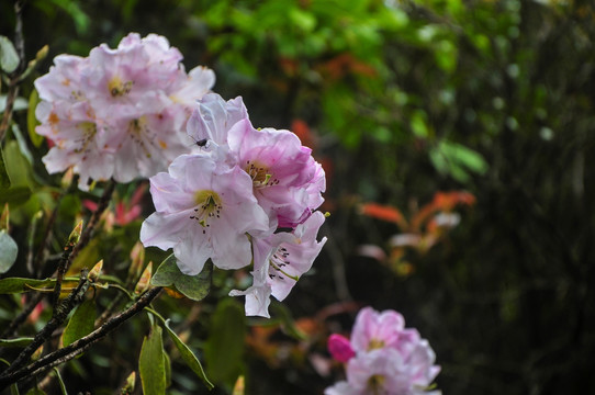 高山粉红色杜鹃花