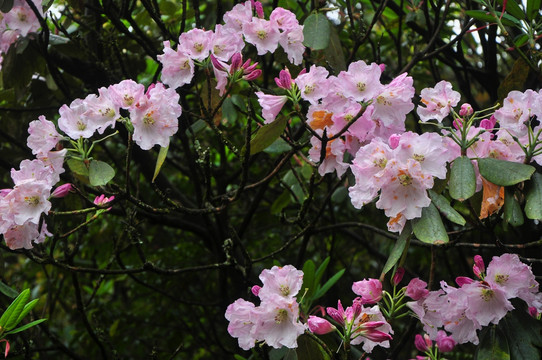 高山粉红色杜鹃花