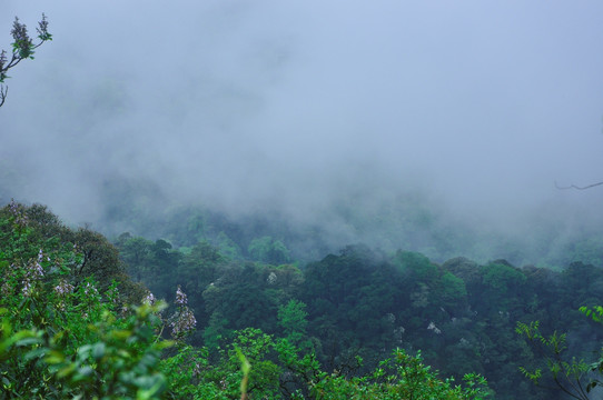 雾色山景