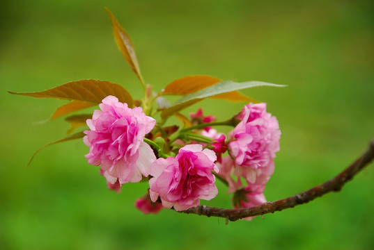 樱花盛开