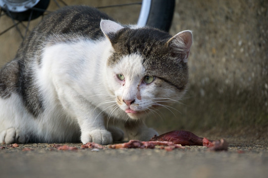 小猫进食