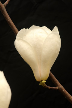 白玉兰