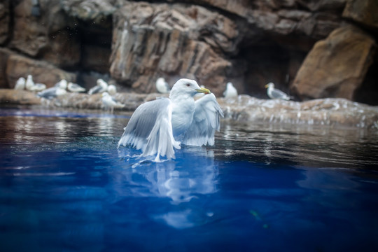 海鸥 鸟 鸟类 雪地 长隆海洋