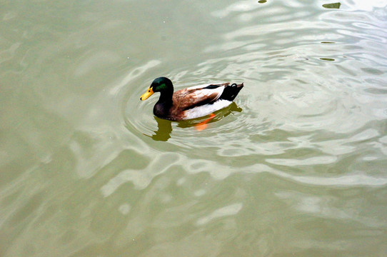 池塘野鸭