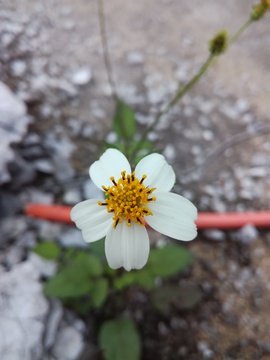 白色的花
