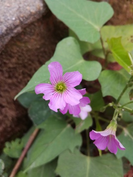 紫色的花