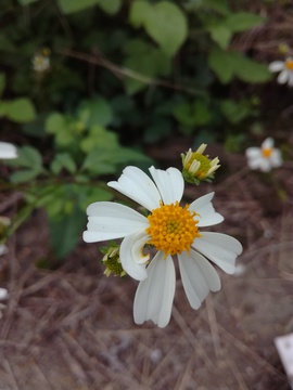 花瓣