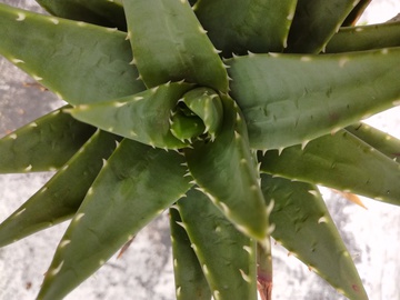 芦荟