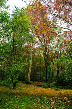 秋天树林彩色树叶
