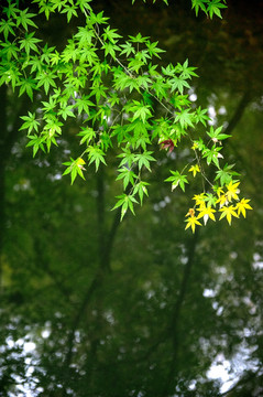 河面树叶绿叶枫叶
