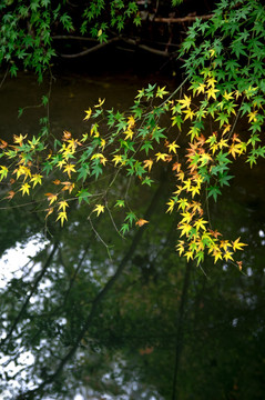河面树叶绿叶枫叶