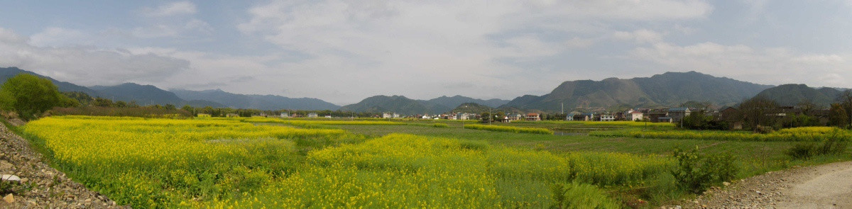 乡村油菜花田全景图