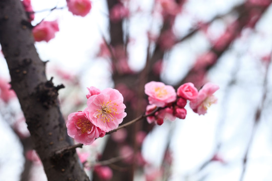 梅花