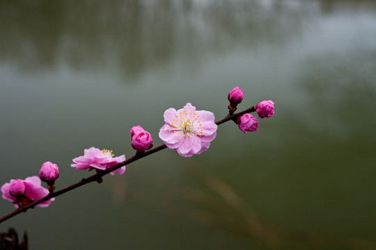 梅花