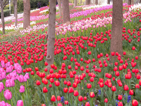 郁金香花海