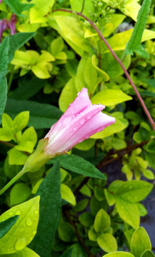 牵牛花