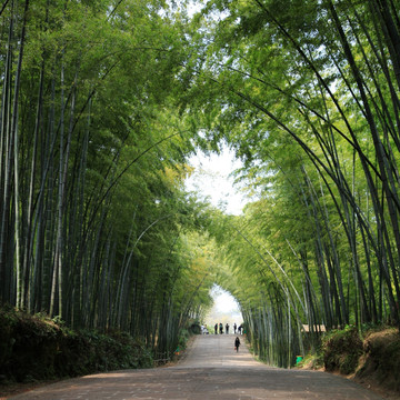 四川宜宾蜀南竹海