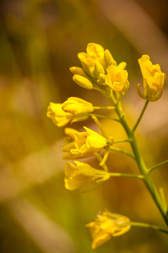 油菜花特写