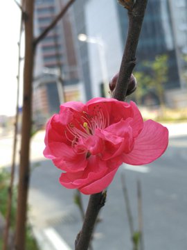 桃花