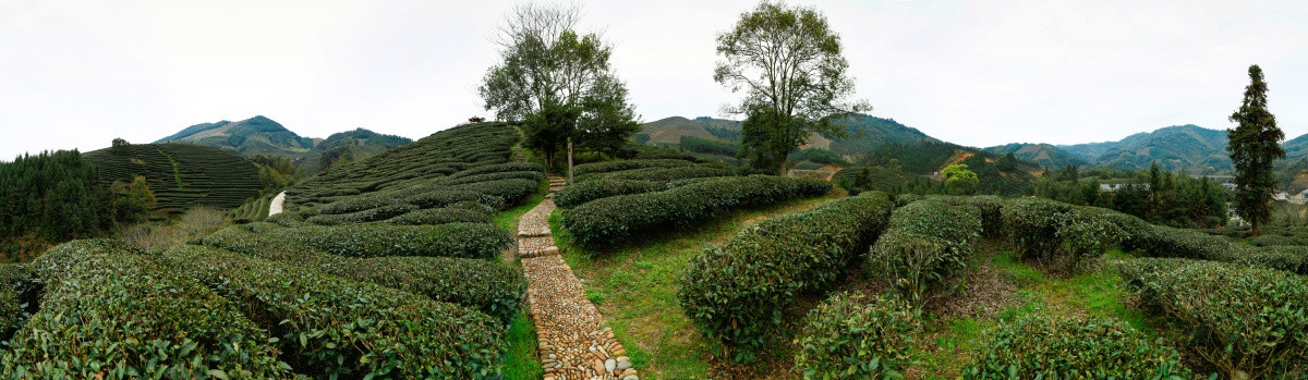 生态茶园全景 甘源烂石岭茶园