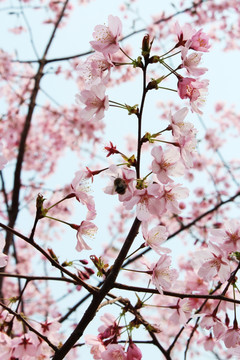 春日樱花节