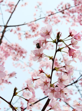 春日樱花节