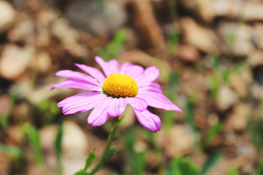 小雏菊