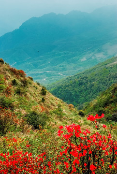 山坡盛开映山红